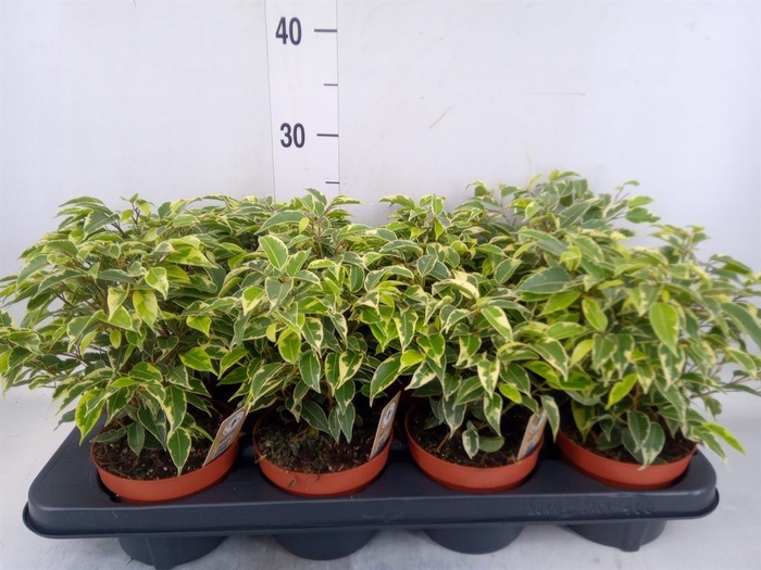 <h4>Ficus benja. 'Kinky'</h4>