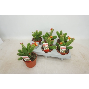 OPUNTIA