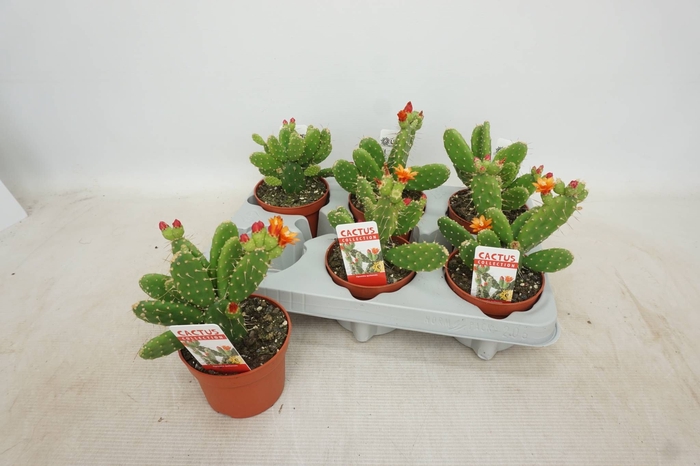 <h4>OPUNTIA</h4>
