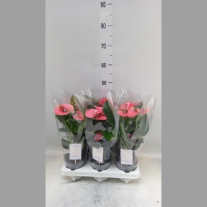Anthurium andr. 'Sweet Dream'