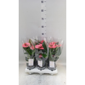 Anthurium andr. 'Sweet Dream'