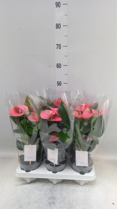 <h4>Anthurium andr. 'Sweet Dream'</h4>