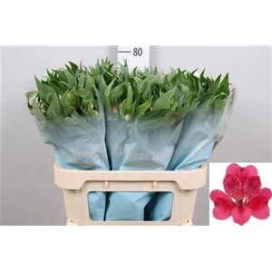 Alstroemeria  'Rome'