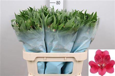 <h4>Alstroemeria  'Rome'</h4>