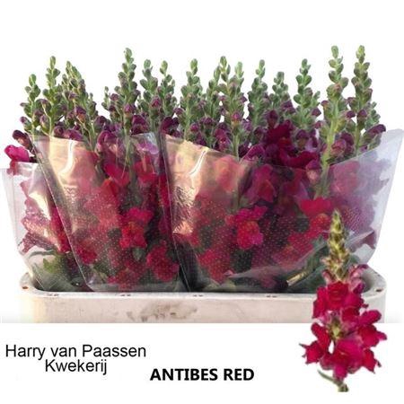 <h4>XXXX ANTIR ANTIBES RED     SF</h4>
