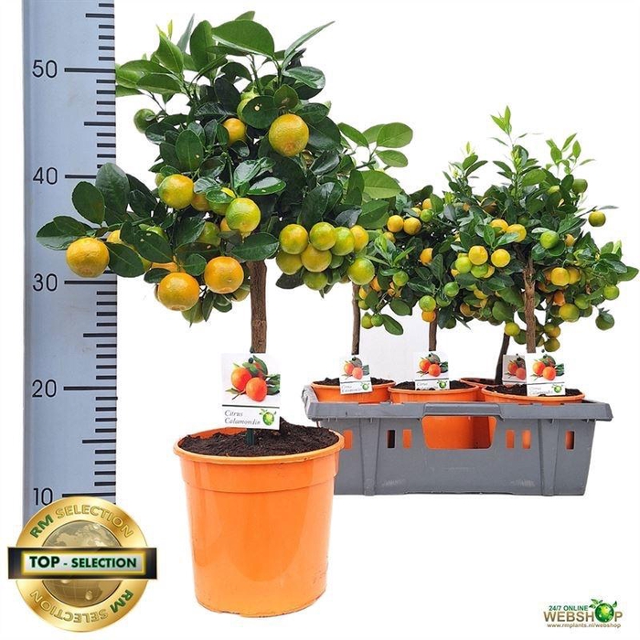 <h4>CITR MICROCARPA</h4>