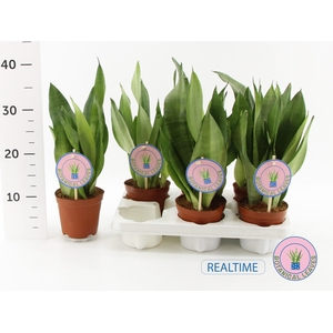 Sansevieria trifasciata Moonshine 12Ø 35cm