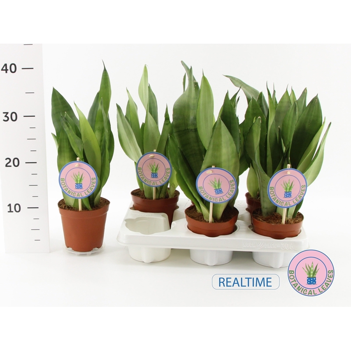 <h4>Sansevieria trifasciata Moonshine 12Ø 35cm</h4>