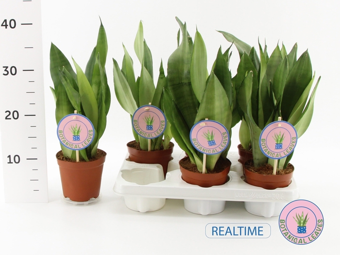 Sansevieria trifasciata Moonshine 12Ø 35cm