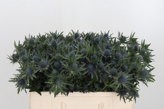 <h4>Eryn Aquarius Qstar</h4>