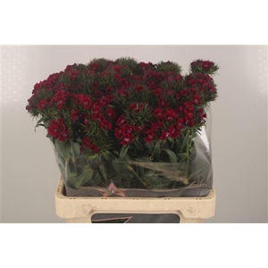 Di Barb Breanthus Elmo Purple