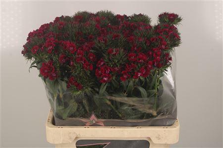 <h4>Di Barb Breanthus Elmo Purple</h4>