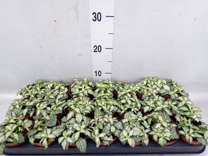 <h4>Fittonia  'Mosaic White Tiger'</h4>