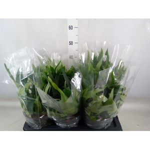 Platycerium bifurc.