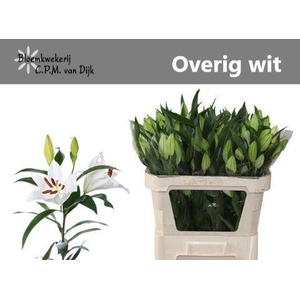 LI OR OV LI OR OV