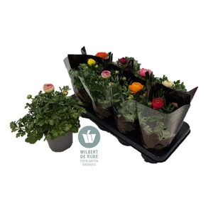 Ranunculus Mixtray met hoes (Ranonkel)