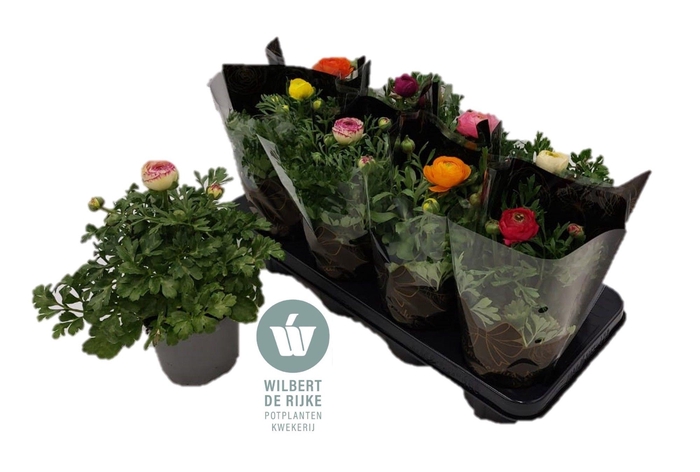 <h4>Ranunculus Mixtray met hoes (Ranonkel)</h4>