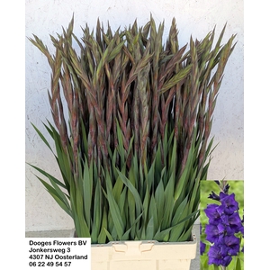 GLAD GR PURPLE FLORA