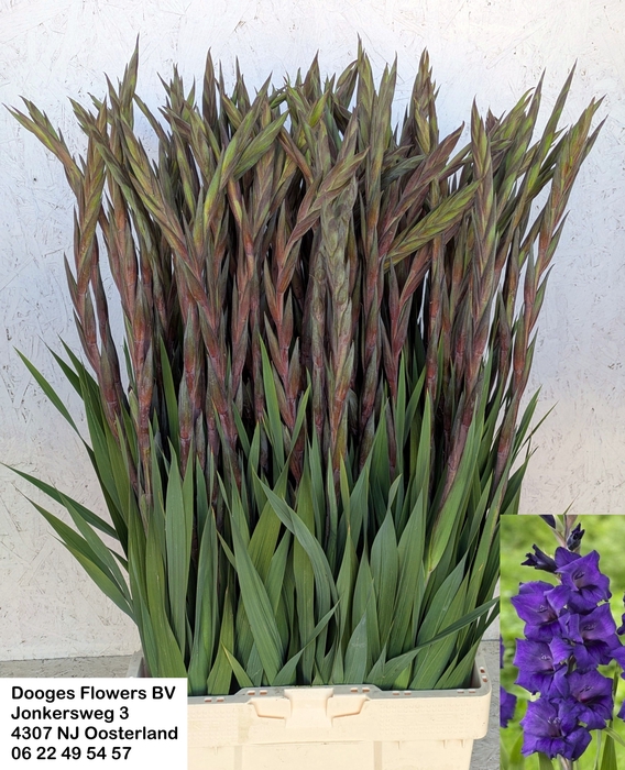 <h4>GLAD GR PURPLE FLORA</h4>