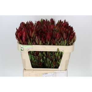 Leucadendron Saf Sunset Dark R.