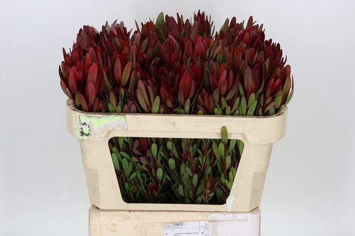 Leucadendron Saf Sunset Dark R.