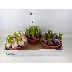 Hyacinthus orie. 'Pearl'  ...mix  3