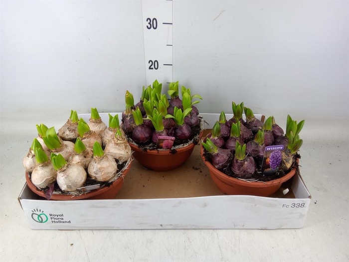 <h4>Hyacinthus orie. 'Pearl'  ...mix  3</h4>