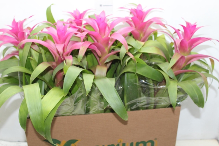 <h4>GUZM. PINK P14</h4>