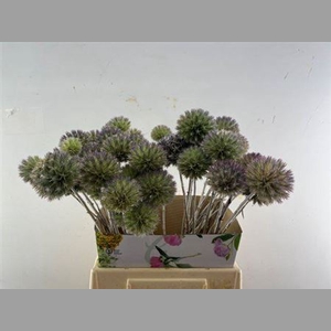 Eryngium Single 45cm Per Steel