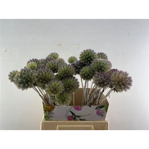 Eryngium Single 45cm P Stem