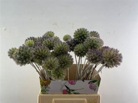 <h4>Eryngium Single 45cm Per Steel</h4>