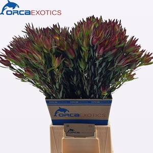 Leucadendron Blush Spray