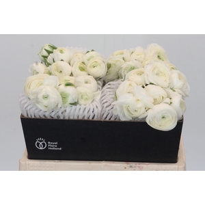 Ranunculus Elegance White