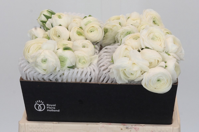 <h4>Ranunculus Elegance White</h4>