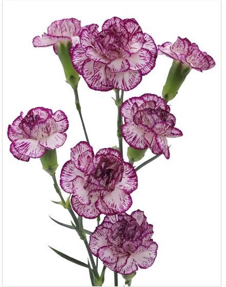 <h4>Di Tr Spectro</h4>