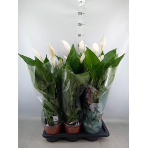 Spathiphyllum  'Bingo Cupido'