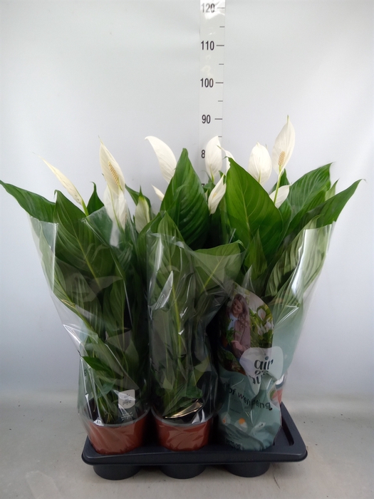 <h4>Spathiphyllum  'Bingo Cupido'</h4>