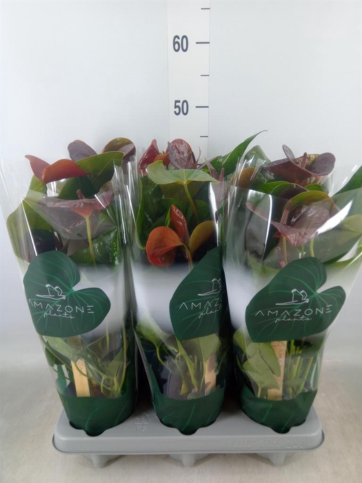 <h4>Anthurium andr. 'Essencia'</h4>