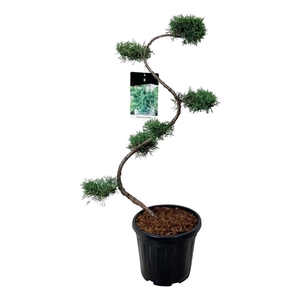 Juniperus virg. 'Grey Owl'