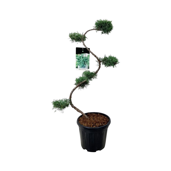 <h4>Juniperus virg. 'Grey Owl'</h4>