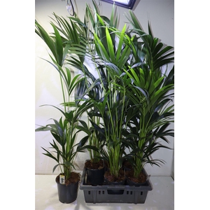 Howea Forsteriana