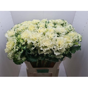 BRASS CRANE RU WHITE