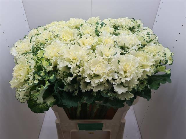 <h4>BRASS CRANE RU WHITE</h4>