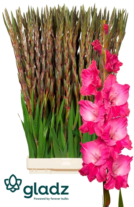 <h4>Glad Gr Fairytale Pink Gladz</h4>