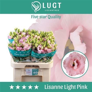 Eust G Lisanne Pink