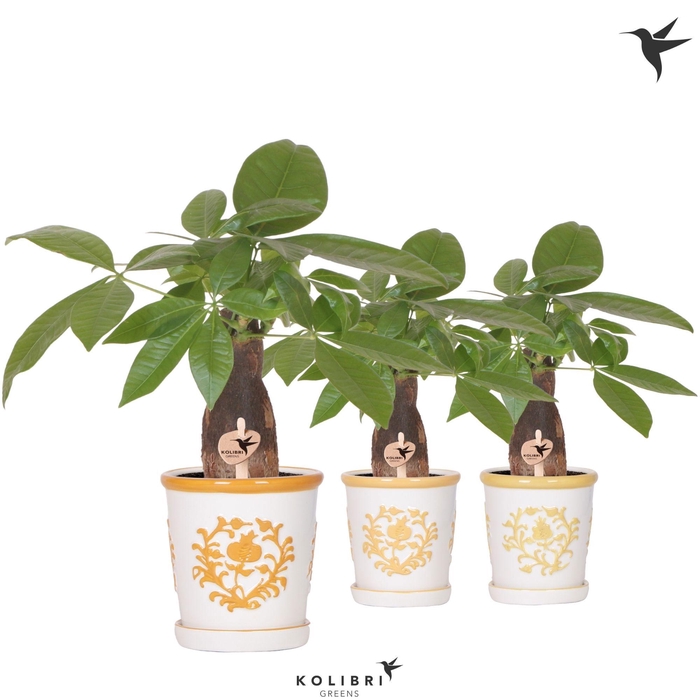 <h4>Kolibri Greens Pachira in Malaga pot yellow mix</h4>