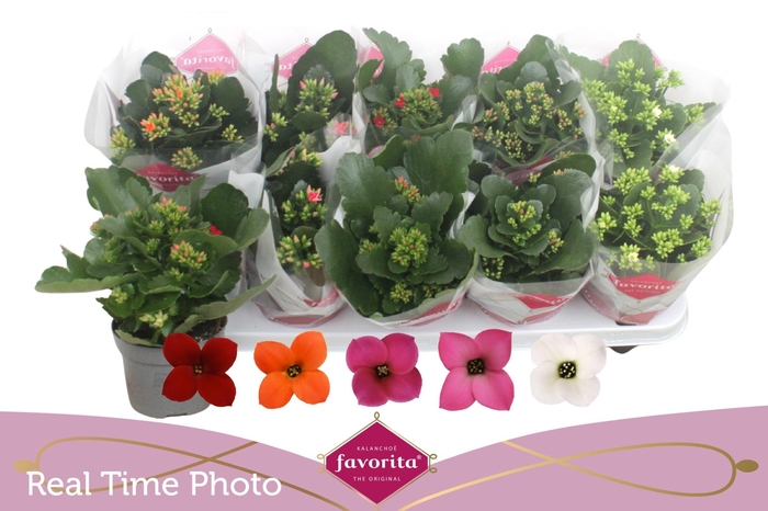 <h4>KAL EN GEM 5 KL</h4>