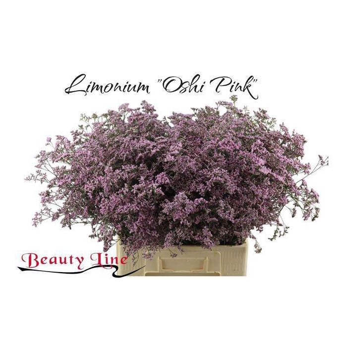 <h4>LIM SAF OSHI PINK</h4>