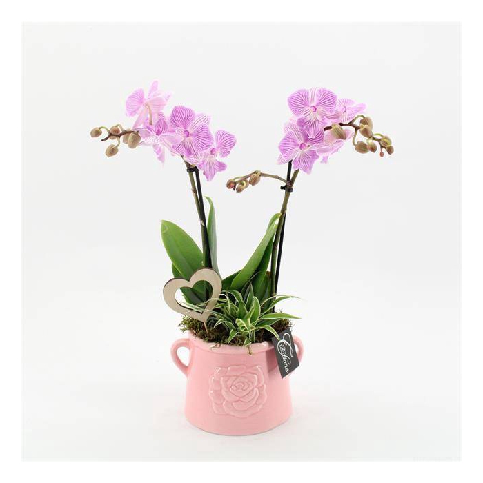 <h4>arr. Phalaenopsis</h4>