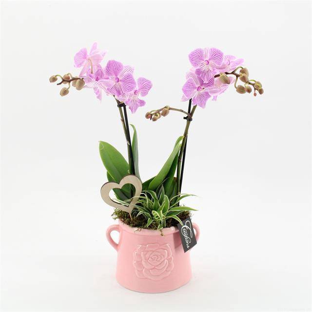 arr. Phalaenopsis